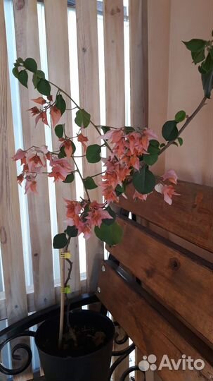 Продам цветы комнатные
