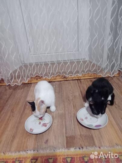 Котята ищут добрых хозяев