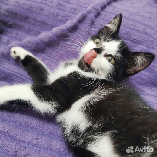 Котенок девочка ищет семью