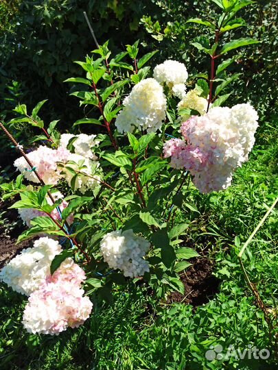 Продаю саженцы гортензии