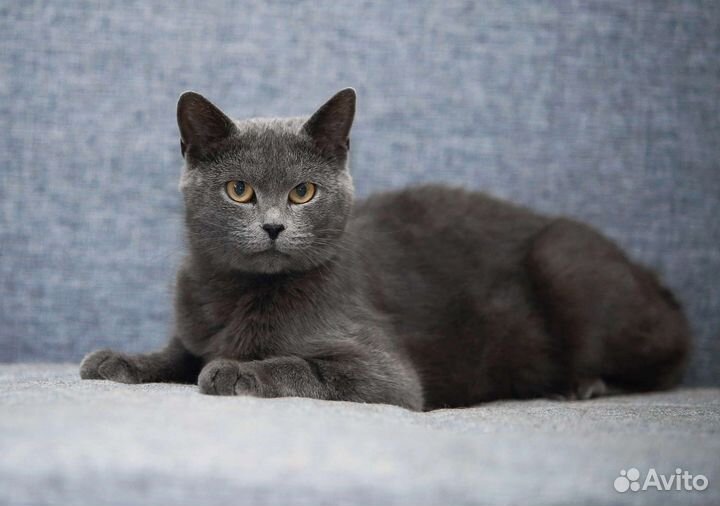 Русская голубая