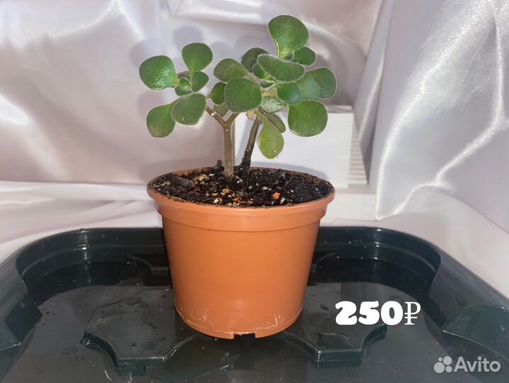 Аихризон дерево любви