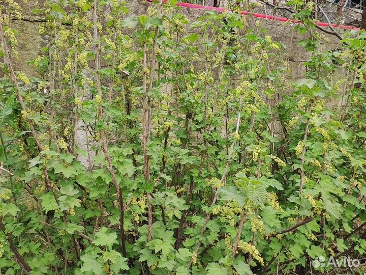 Красная смородина. Лавровый лист