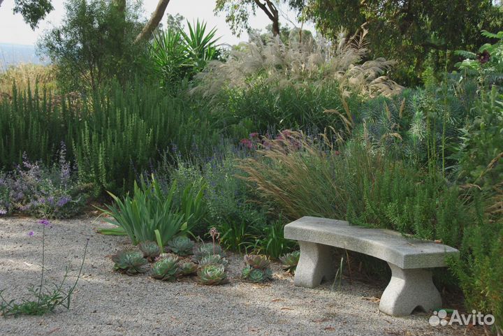 Саженцы Розмарина лекарственного до 50 см доставка