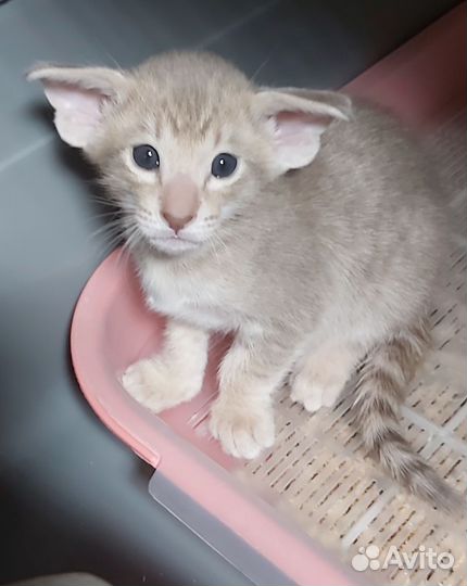 Ориентальная современный тип