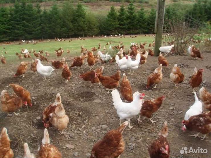 Куры несушки