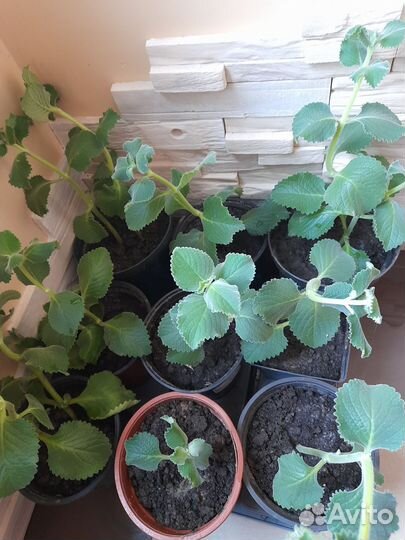 Плектрантус (комнатная мята, домашняя)