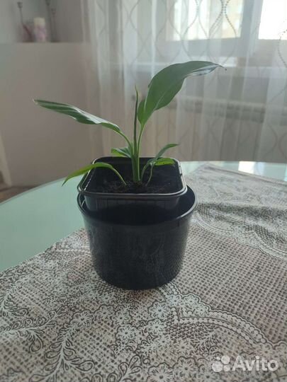 Спатифиллум Алана