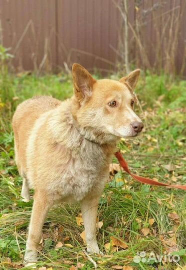 Рыжее солнышко