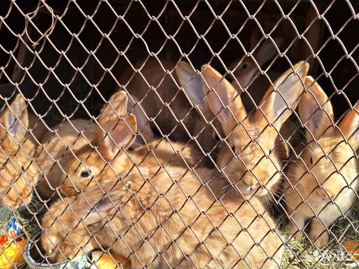 Кролики крольчата