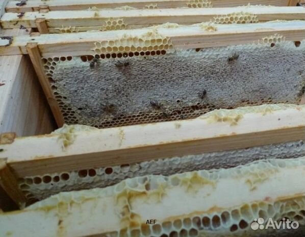 Мед 24 года из Алтая опт