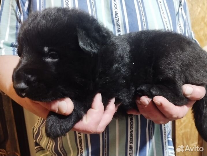 Супер щеночки