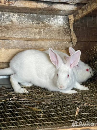 Кролики Белый Паннон