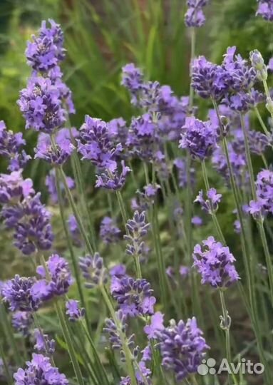 Лаванда узколистная Хидкот Блю