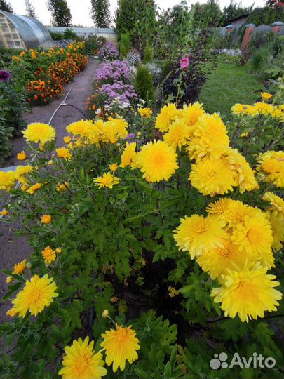 Цветы многолетние