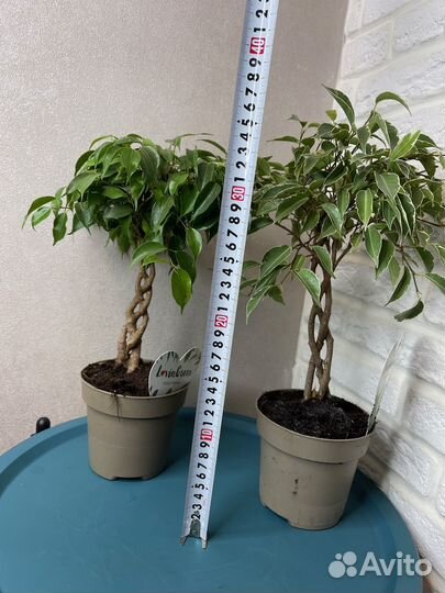 Фикус бенджамина экзотика комнатные цветы