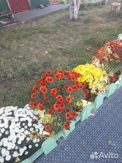 Мультфлора