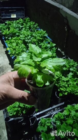 Хризантемы мультифлора