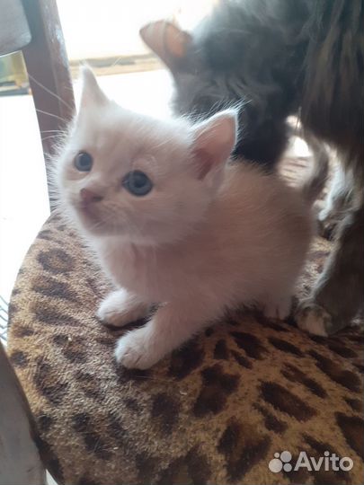 Котята в добрые руки мальчики и девочки