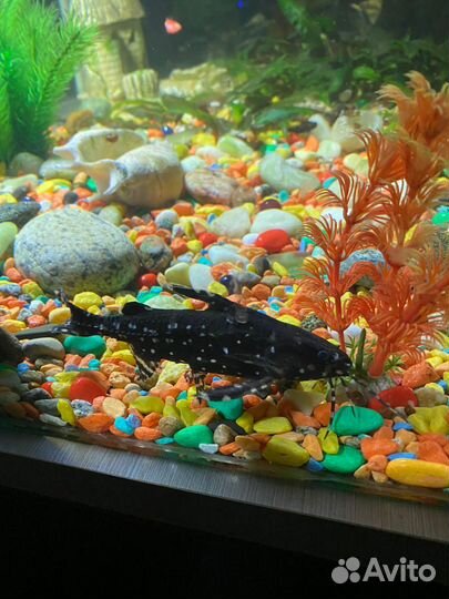 Анциструс обмен