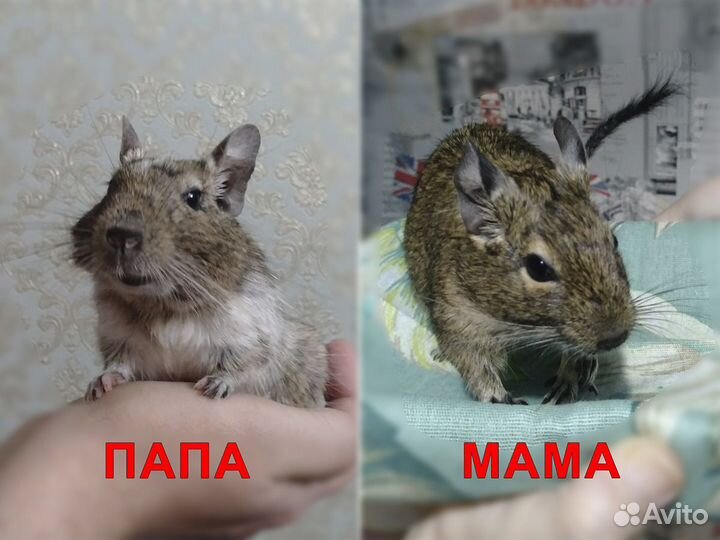 Дегу (чилийская белка)