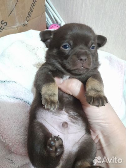 Собаки щенки