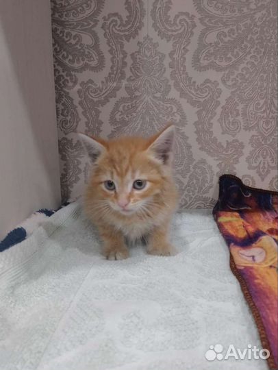 Кошка в дар бесплатно