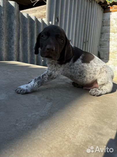 Щенки курцхаара