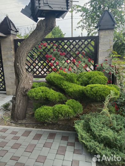 Декоративная стрижка растений, живой изгороди