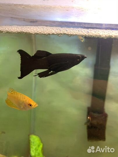Аквариумные рыбки отдам бесплатно