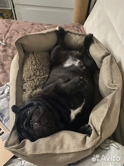 Мопс вязка мальчик