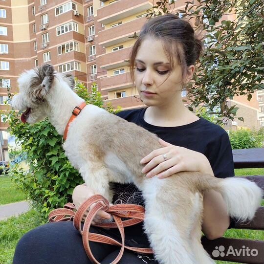 Выгул собак