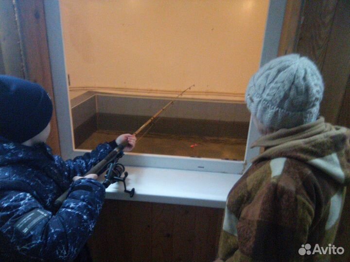 Живая рыба форель
