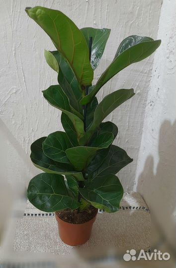 Фикус Лирата Бамбино (Lyrata Bambino)