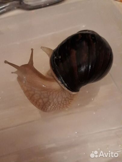 Улитки ахатина иммакулята