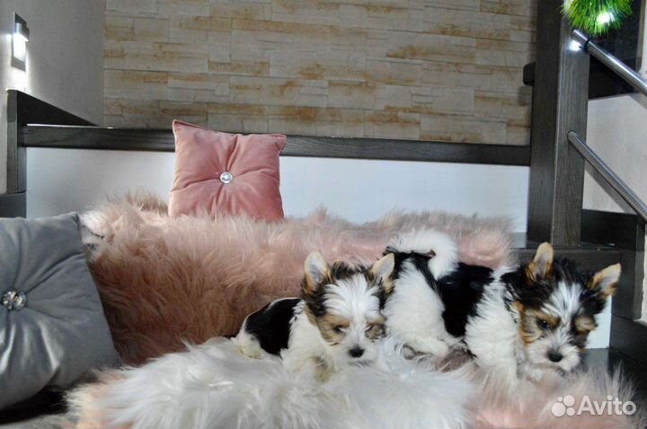 Бивер девочки и мальчик