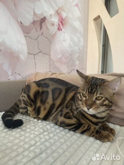 Бенгальский кот вязка