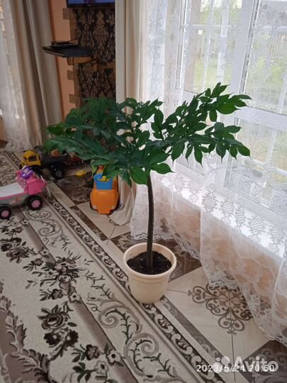 Пальма аморфо фаллос