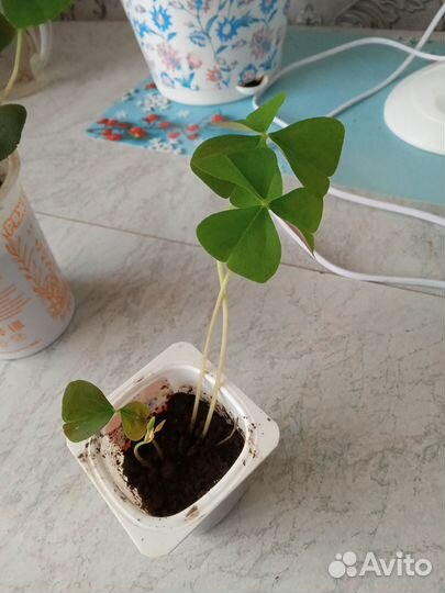 Кислица оксалис