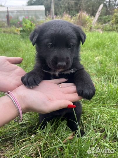 Собака щенок бесплатно