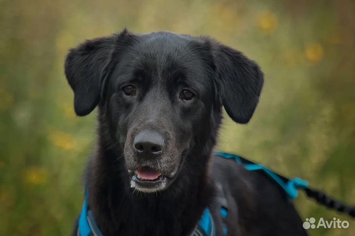 Собака девочка молодая