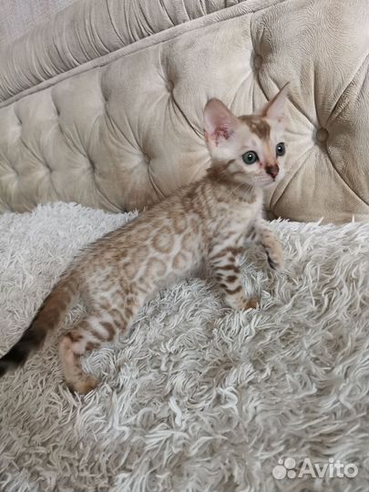 Красивые бенгальские котята