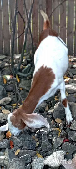 Вязка козлом камори/нуб. Продажа