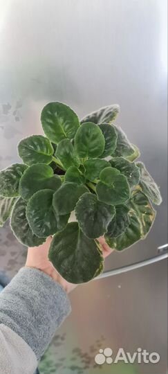 Фиалка фантазийная