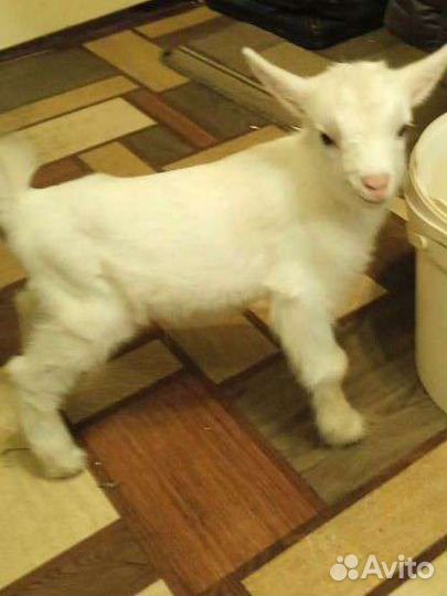 Молоко Козье