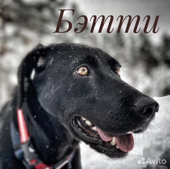 Собаки бесплатно в добрые руки