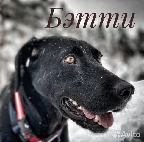 Собаки бесплатно в добрые руки