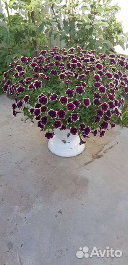 Цветы, рассада, петуния