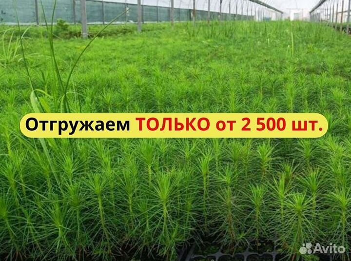 Саженцы ели европейской зкс