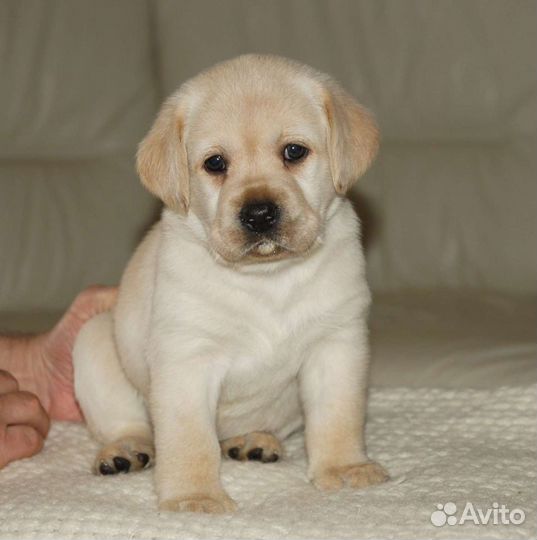 Восхитительные щенки лабрадора